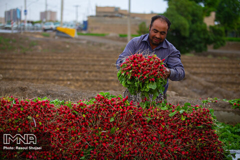 Beautiful shots of harvesting radishes