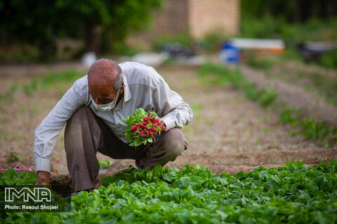 Beautiful shots of harvesting radishes