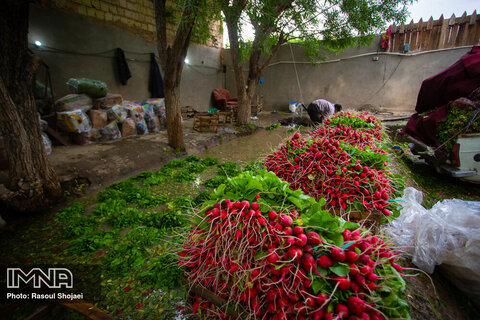 Beautiful shots of harvesting radishes