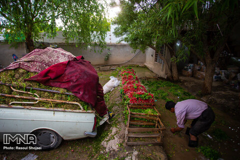 Beautiful shots of harvesting radishes