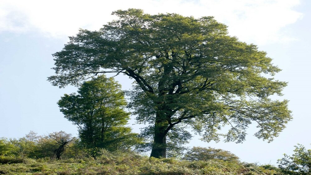 درخت بلوط مازندران به عنوان بلندترین موجود زنده ایران ثبت شد