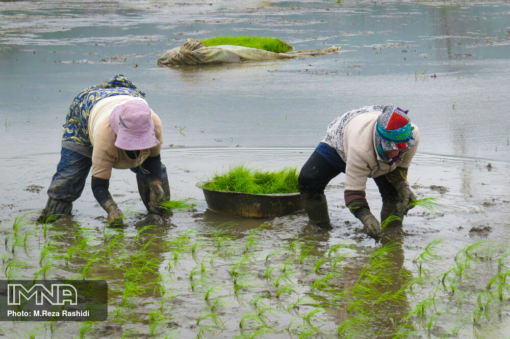 هشدار هواشناسی به کشاورزان و دامداران/ شالیکاران هر چه سریعتر برداشت برنج را انجام دهند