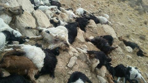 جزئیات فوت چوپان و ۱۲۰ گوسفند در کانتینر یک تریلی در اصفهان