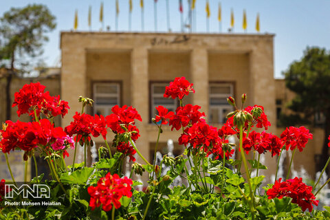 جشنواره گل سرخ در چهارباغ