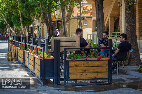 Rose bushes lined up in Isfahan's neighborhoods