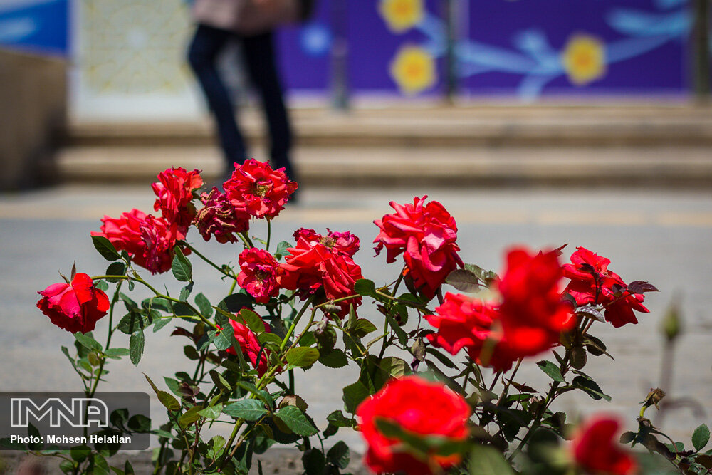کاشت بیش از ۸۰ هزار بوته گل دائمی و فصلی در زرین شهر