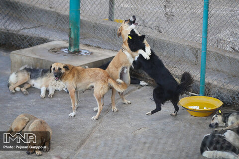 جمع‌آوری ۱۰۲ قلاده سگ بلاصاحب در سطح منطقه ۵ اصفهان