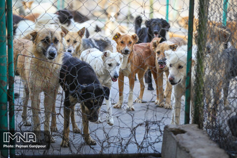 عملیات ضربتی زنده‌گیری سگ‌های بلاصاحب در اهواز