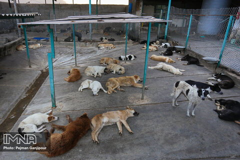 واکسیناسیون و عقیم‌سازی ۸۰ قلاده سگ در چالوس