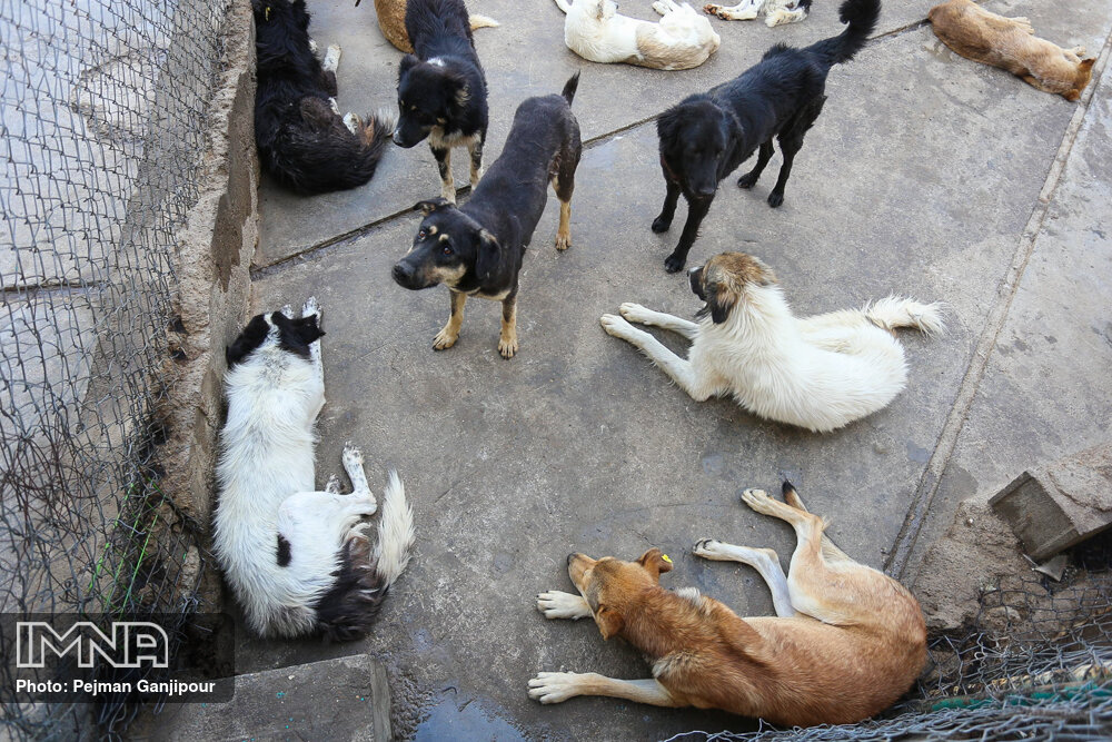جمع‌آوری ۵۰ قلاده سگ بدون صاحب در آستارا