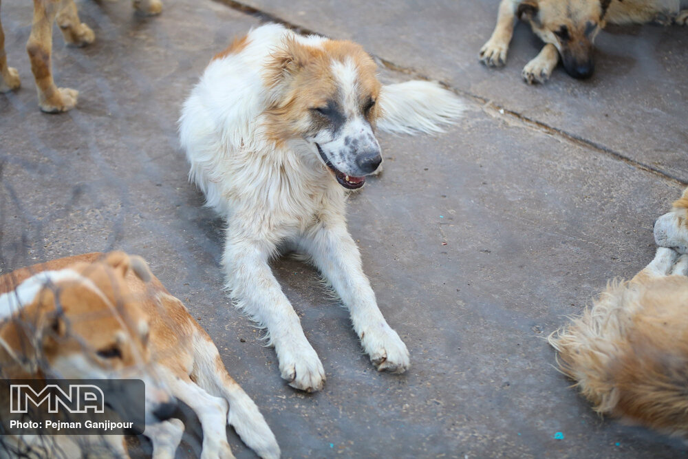 زنده‌گیری بیش از ۱۰۰ قلاده سگ در دلیجان
