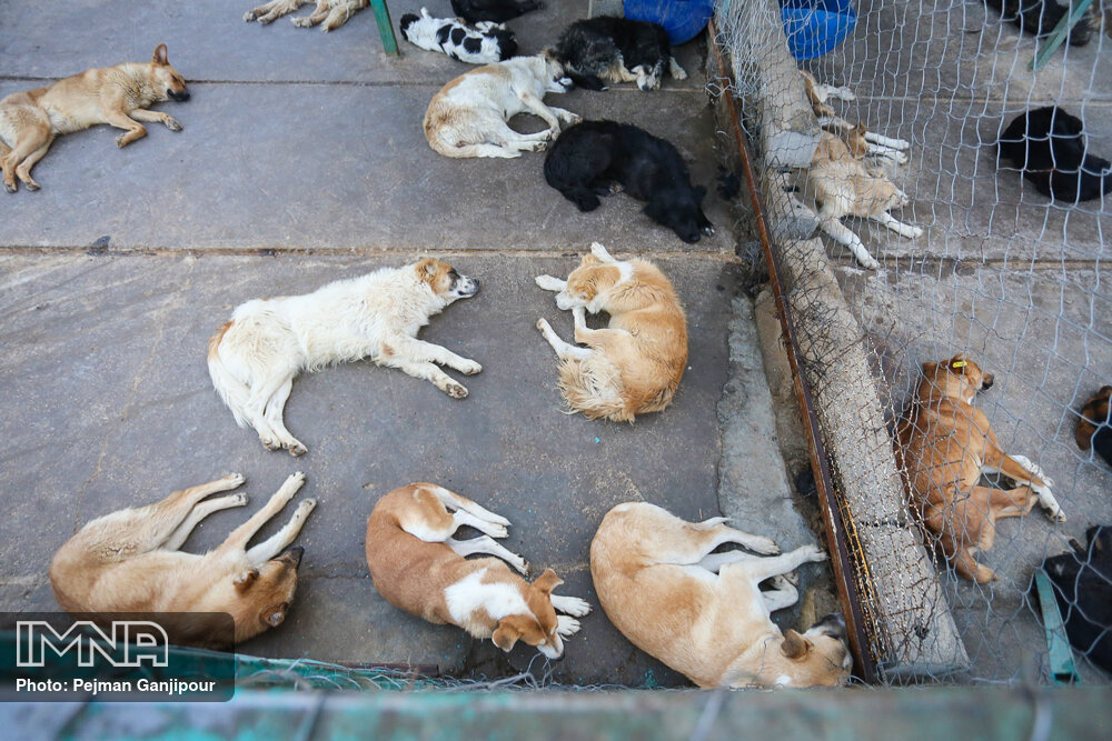 جمع‌آوری ۱۰۰ سگ بدون صاحب در بویین و میاندشت