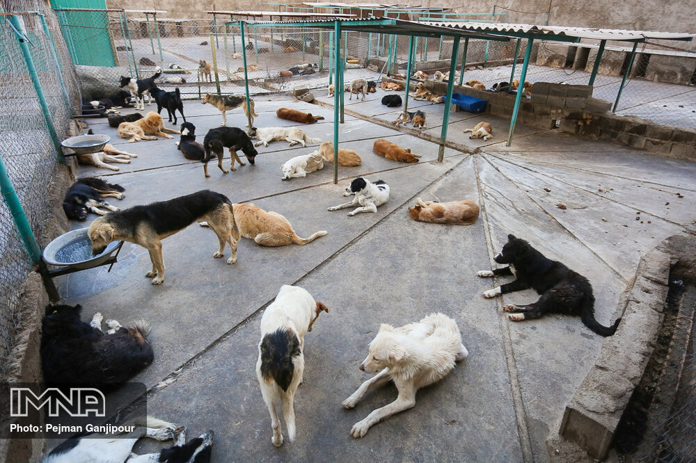 جمع‌آوری ۲۳۰۰ قلاده سگ ولگرد در رفسنجان