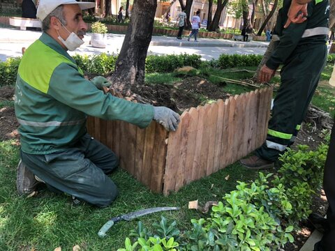 درختان پوسیده چهارباغ عباسی رفع خطر می‌شود