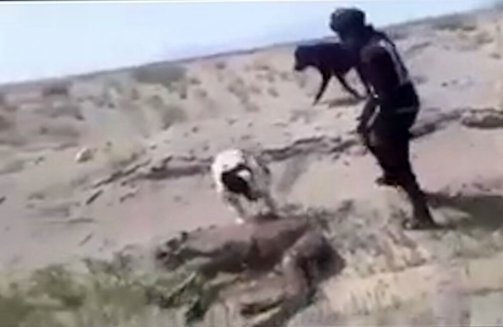شکنجه بچه شتر کنار مادرش توسط ۴ مرد و سگ‌هایش در زیرکوه! +عکس