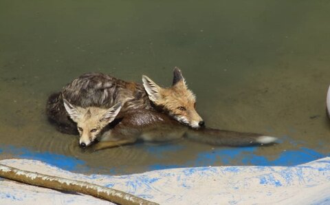 نجات ۲ قلاده روباه از مرگ حتمی+ عکس