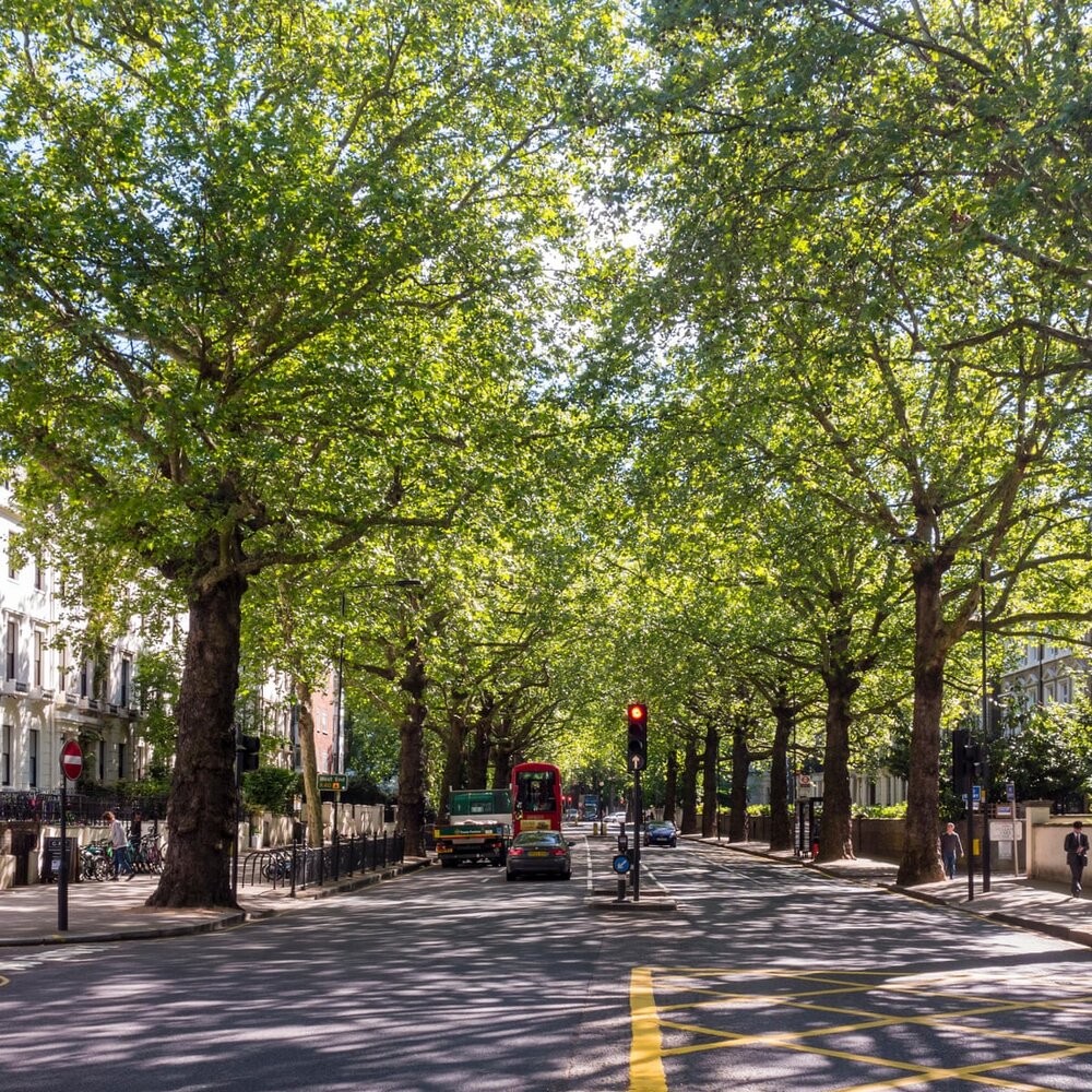 مزایای وجود درختان در فضاهای شهری