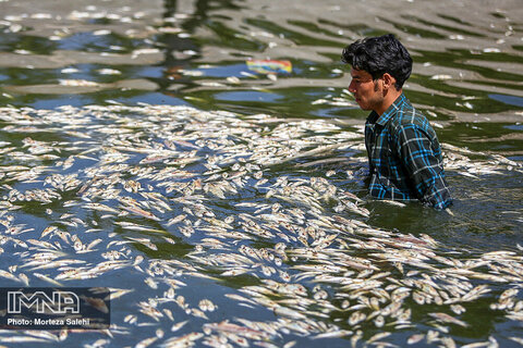 تکرار تراژدی مرگ ماهی ها در زاینده رود