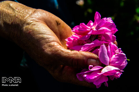 برداشت گل محمدی