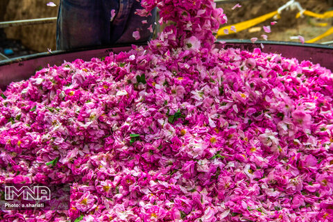 برگزاری جشنواره گل و گلاب در منطقه کاشان