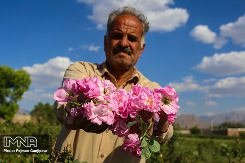 Traditional Rose Distillation in Iran's Kashan