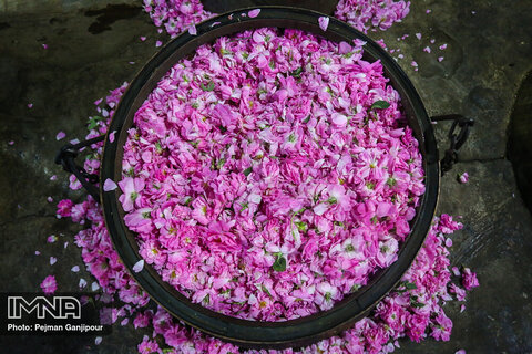 Iran hopes to win UNESCO recognition for rosewater festivals