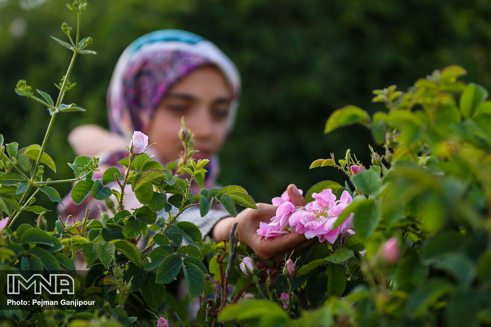 فیلم| برداشت گل محمدی در اردیبهشت کاشان