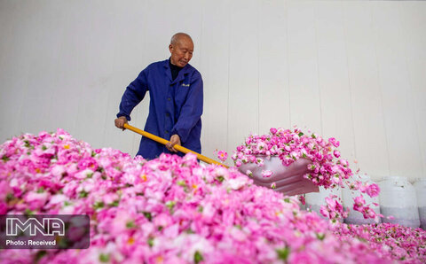 مرتب کردن گلهای رز تازه چیده شده توسط یک کشاورز روستایی در هایان استان جیانگ سو چین