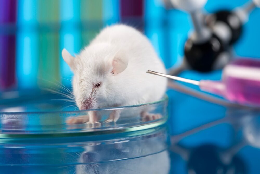 درمان دیابت موش با کاشت ایمپلنت ریز
