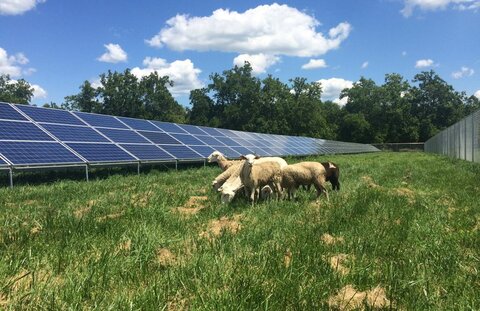 تولید انرژی تجدیدپذیر در پنل‌های خورشیدی با کمک گوسفندان!