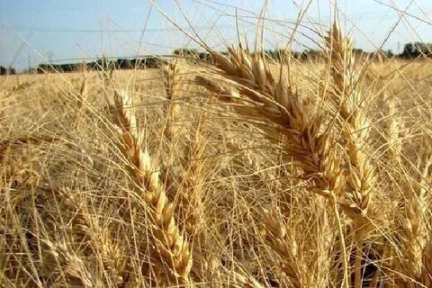 استان اصفهان دیگر ظرفیت تولید گندم ندارد