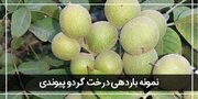 معرفی ۳ نهال گردو پیوندی پرسود ایران