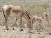 ۶ استان کشور میزبان گور ایرانی