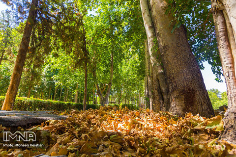 Early fall color seen in Isfahan's trees 