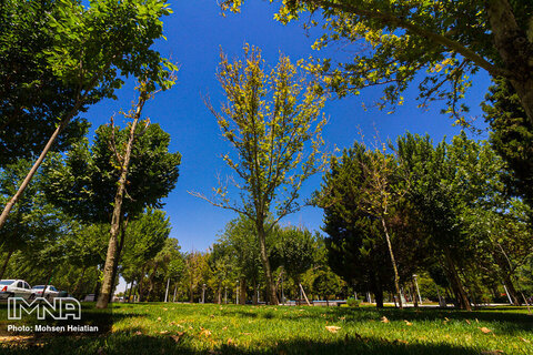 Early fall color seen in Isfahan's trees 