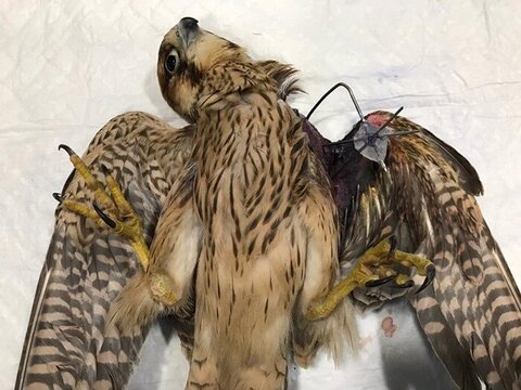 جراحی ارتوپدی پرنده شکاری در باغ پرندگان تبریز