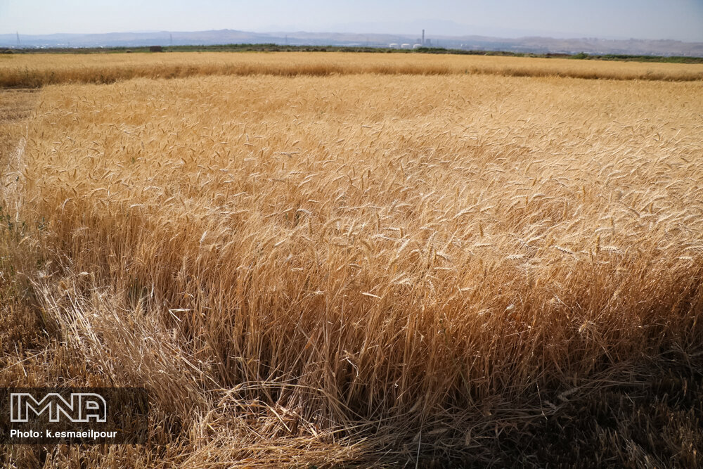 تخلیه حدود ۲ میلیون تن گندم در بنادر کشور در نیمه نخست امسال