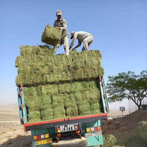 برداشت ۴۰۰ تن علوفه سورگوم از مزارع کشاورزی قزوین
