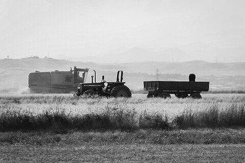 برداشت گندم در آذربایجان شرقی