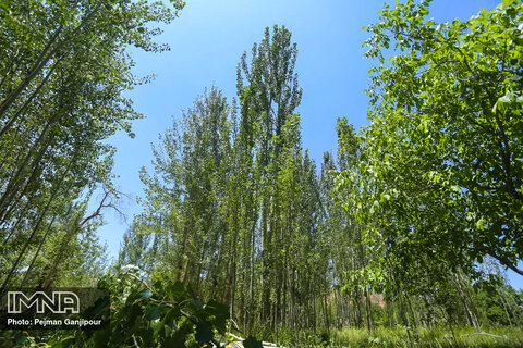 کاشت 1000 اصله درخت صنوبر در یک نقطه شهر گلپایگان