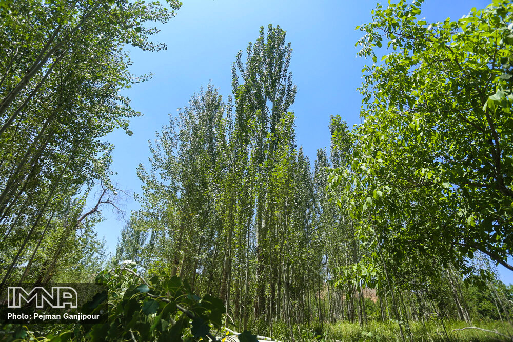 کاشت ۱۰۰۰ اصله درخت صنوبر در یک نقطه شهر گلپایگان
