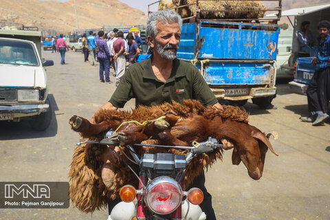 بازار فروش دام در عید قربان