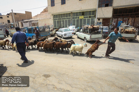 بازار فروش دام در عید قربان