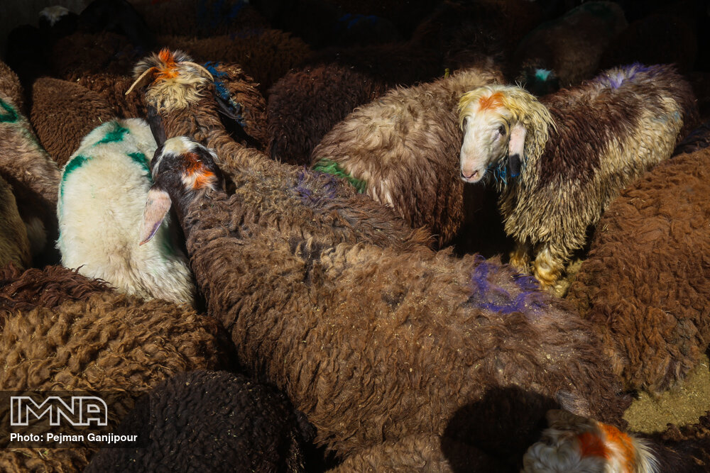 اعلام قیمت گوسفند زنده برای محرم