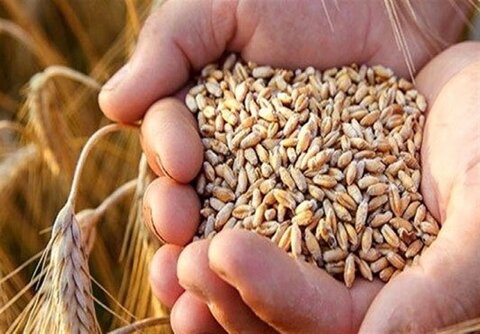 پایان خرید تضمینی گندم در استان مازندران