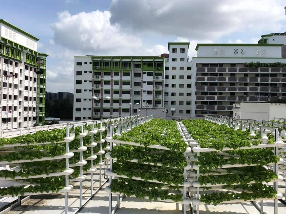  سنگاپور در مسیر دستیابی به هدف ۳۰ در ۳۰ کشاورزی شهری