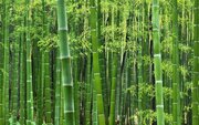 علت رشد سریع بامبو چیست؟