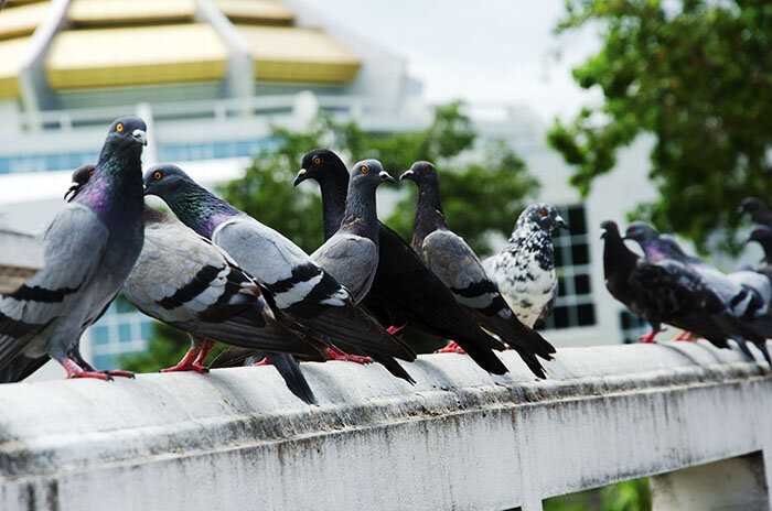 راهکار غیراخلاقی شهر آلمانی برای کنترل جمعیت کبوترهای شهر