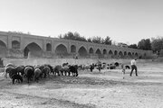 زاینده رود خشک، چراگاه گوسفندان