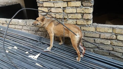 آسیب‌دیدگی شدید یک قلاده سگ در ساختمانی نیمه‌کاره  